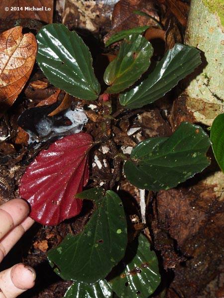 B. linauensis
